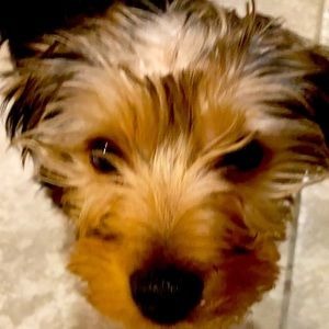 Meet your Posher, Jayla